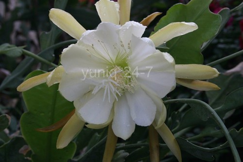 Epiphyllum - (1),